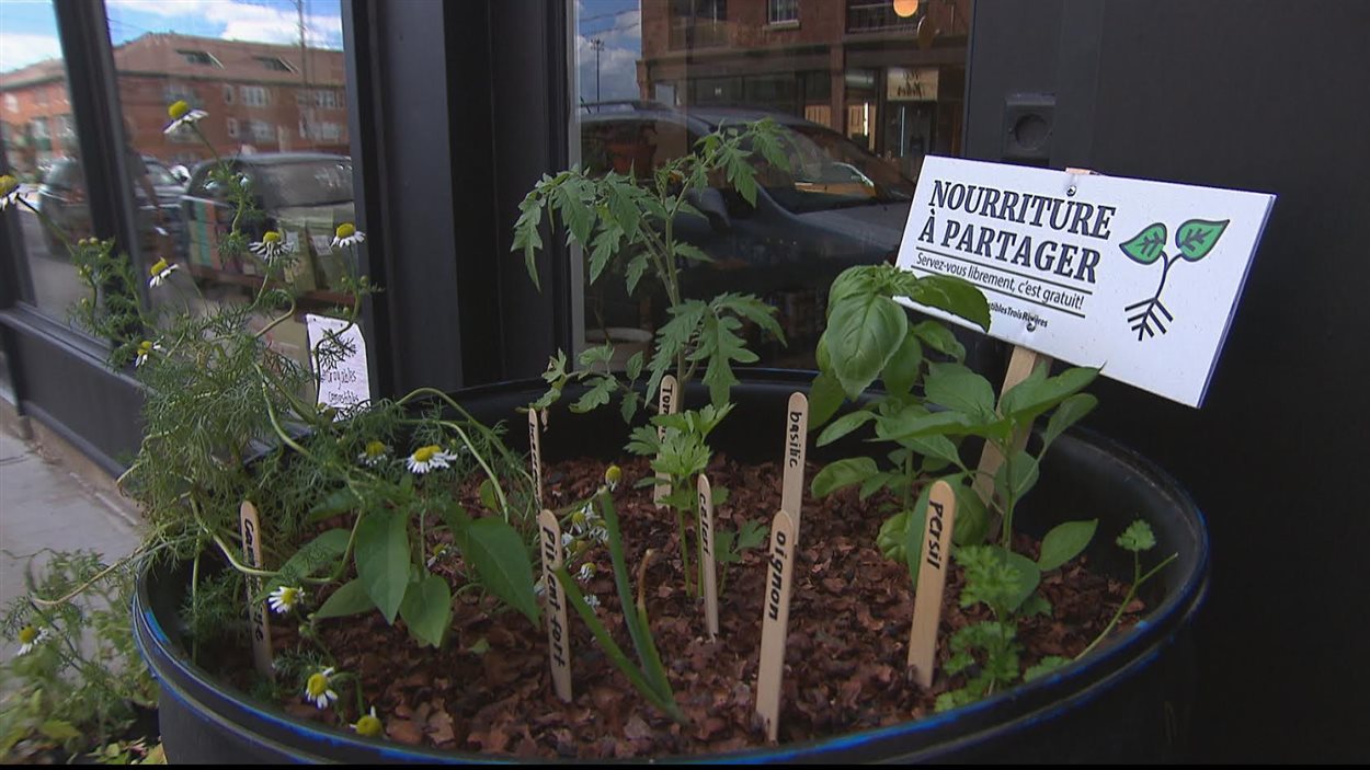 Un potager urbain des Incroyables comestibles