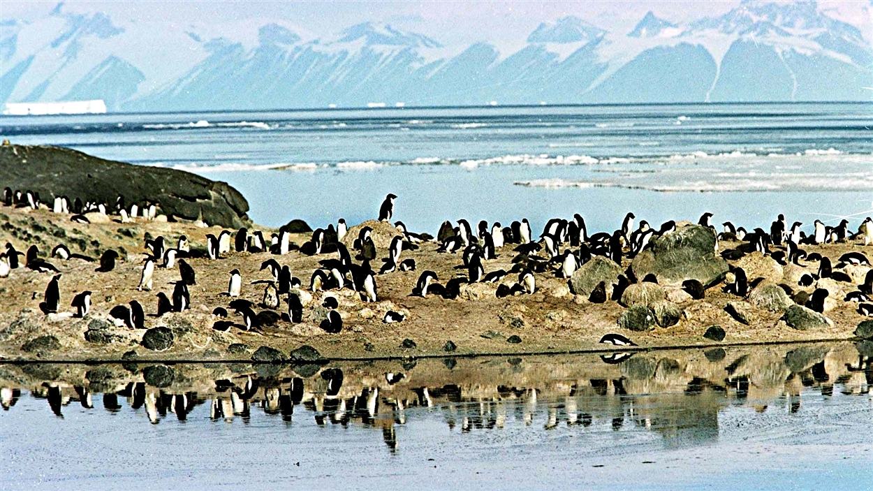 Des pingouins sur une paroi rocheuse face à la mer de Ross, en Antarctique