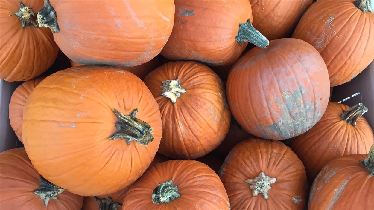 Trois recettes à base de citrouille à essayer cet automne RadioCanada