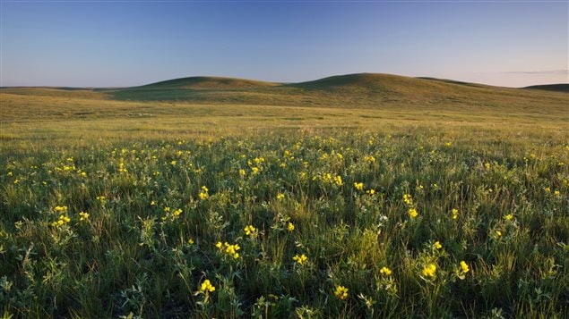 Grasslands are among most endangered ecosystems – RCI | English