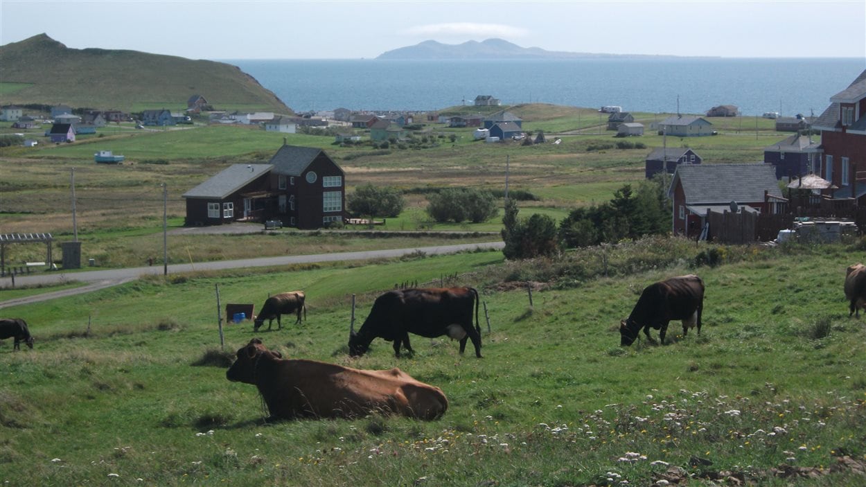 Vaches laitières de la Fromagerie du Pied-De-Vent aux Îles-de-la-Madeleine