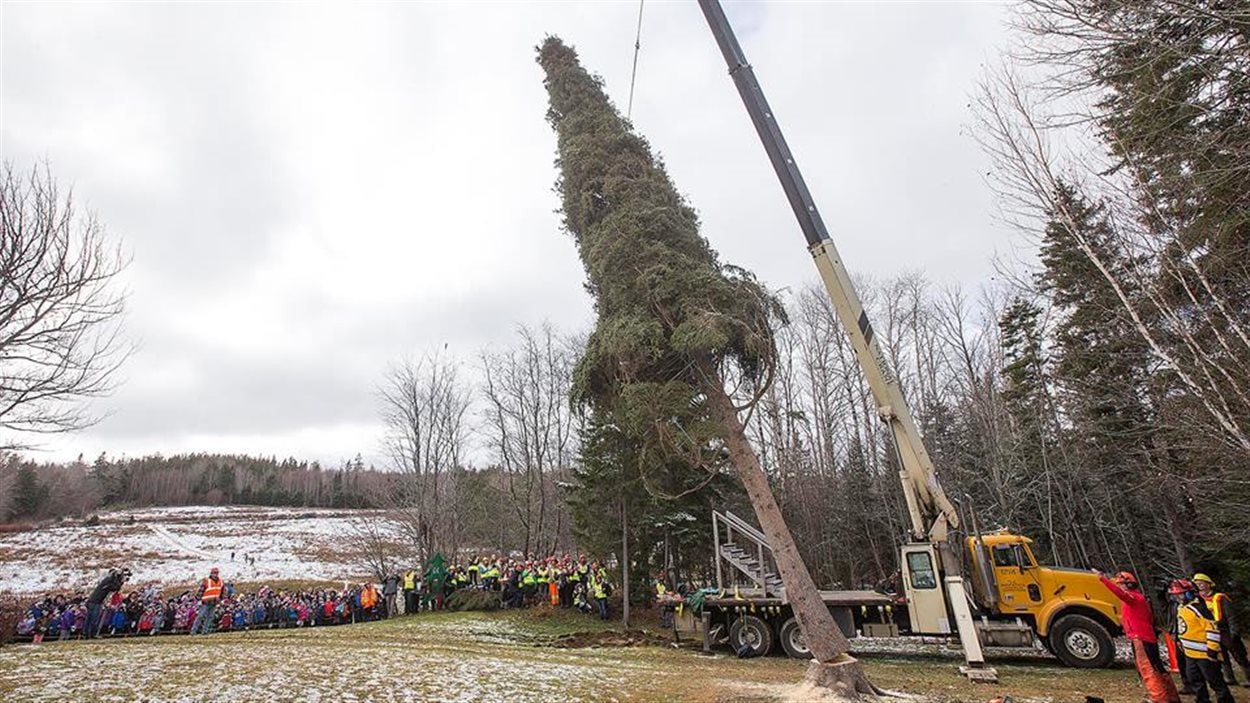 La Nouvelle-Écosse offre à Boston un premier arbre de Noël du Cap-Breton  Radio-Canada