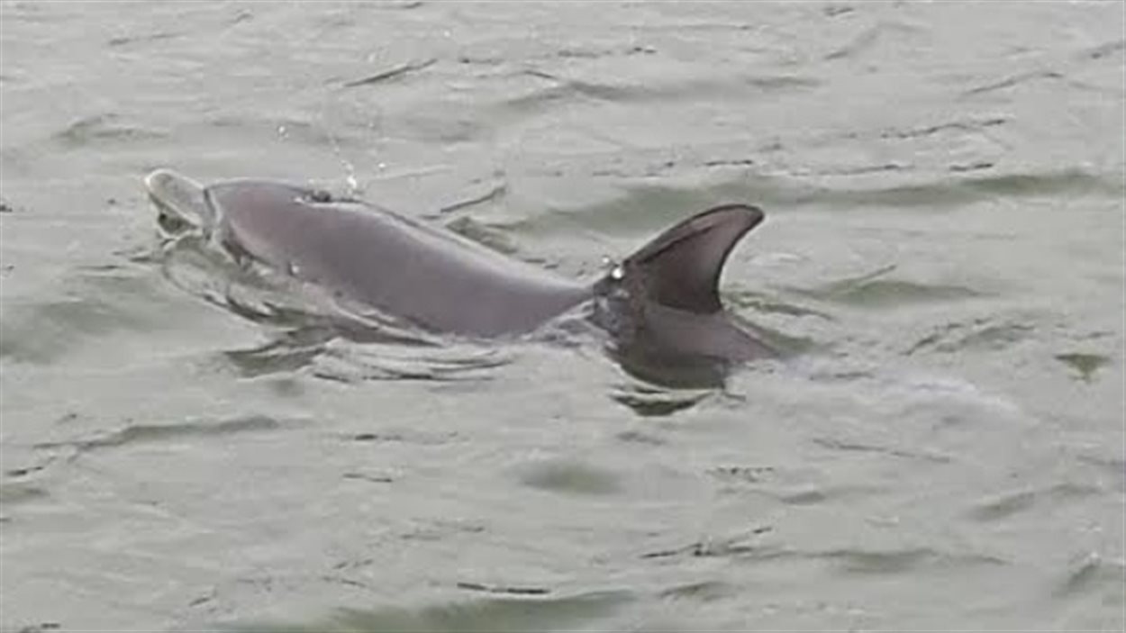 Un dauphin perdu retrouve son chemin grâce à la Garde côtière | Radio