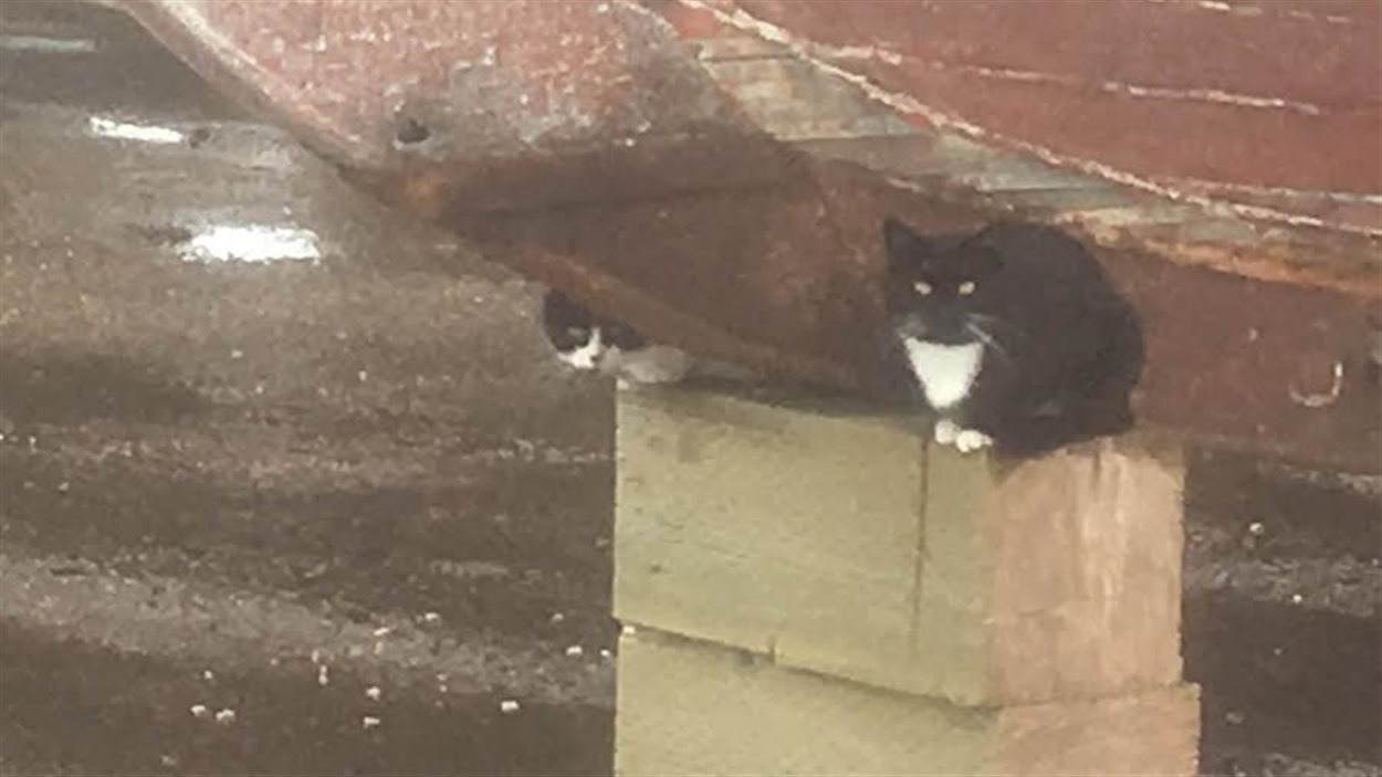 Operation Chat Minou Au Chantier Naval De Bas Caraquet Radio Canada Ca