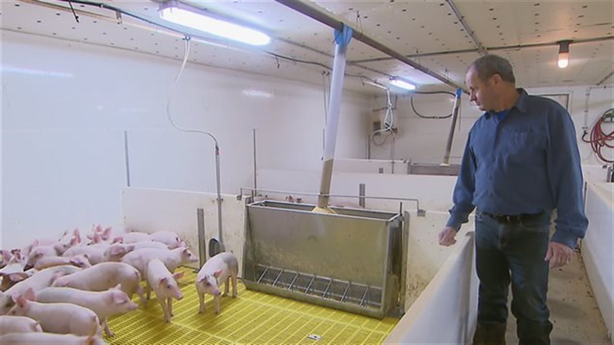 Cécilien Berthiaume, un éleveur de porcs, espère que l'accord Canada-Union européenne lui permettra de gonfler ses revenus.