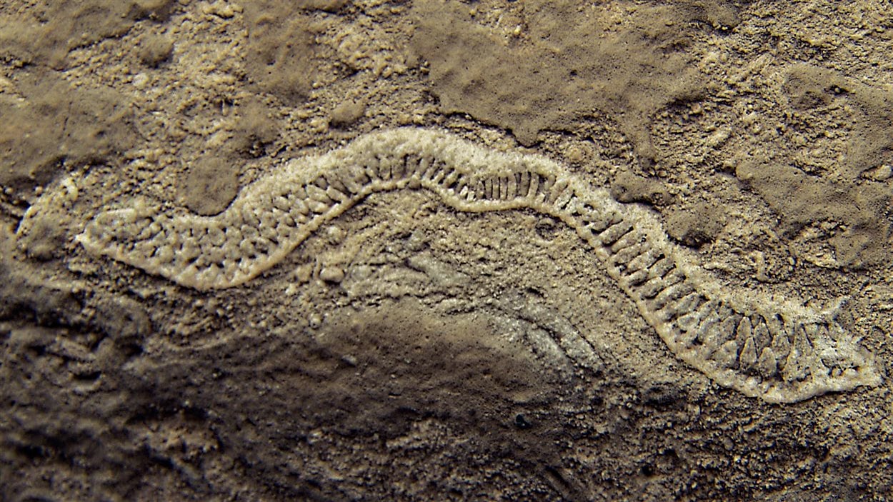 Ce fossile est une signature de la période ordovicienne de l'ère paléozoïque.