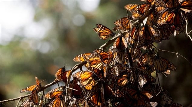 Iconic Canadian symbol-Caribou, and lovely Monarch butterfly, in danger ...