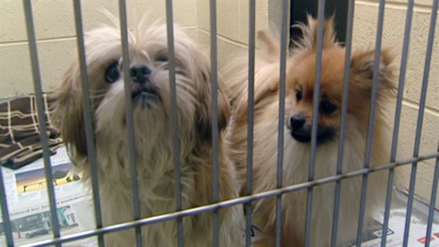 Vancouver restricts pet store sales – RCI | English