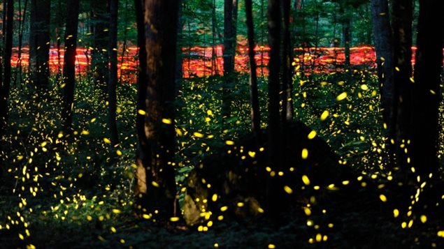 加拿大首都渥太华今年夏天萤火虫数量明显增加