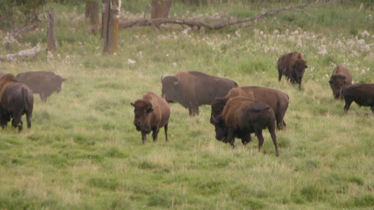 Le troupeau de bisons des plaines du Parc de Prince Albert est en décroissance depuis dix ans.  