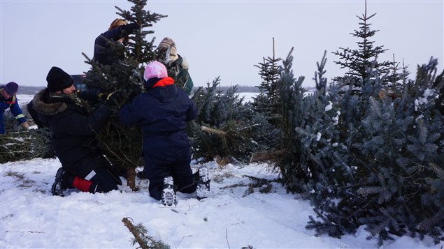 Christmas trees chopped for conservation – RCI | English