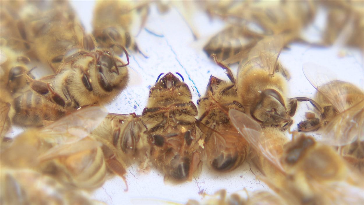 Le taux de mortalité chez les abeilles est anormalement élevé.