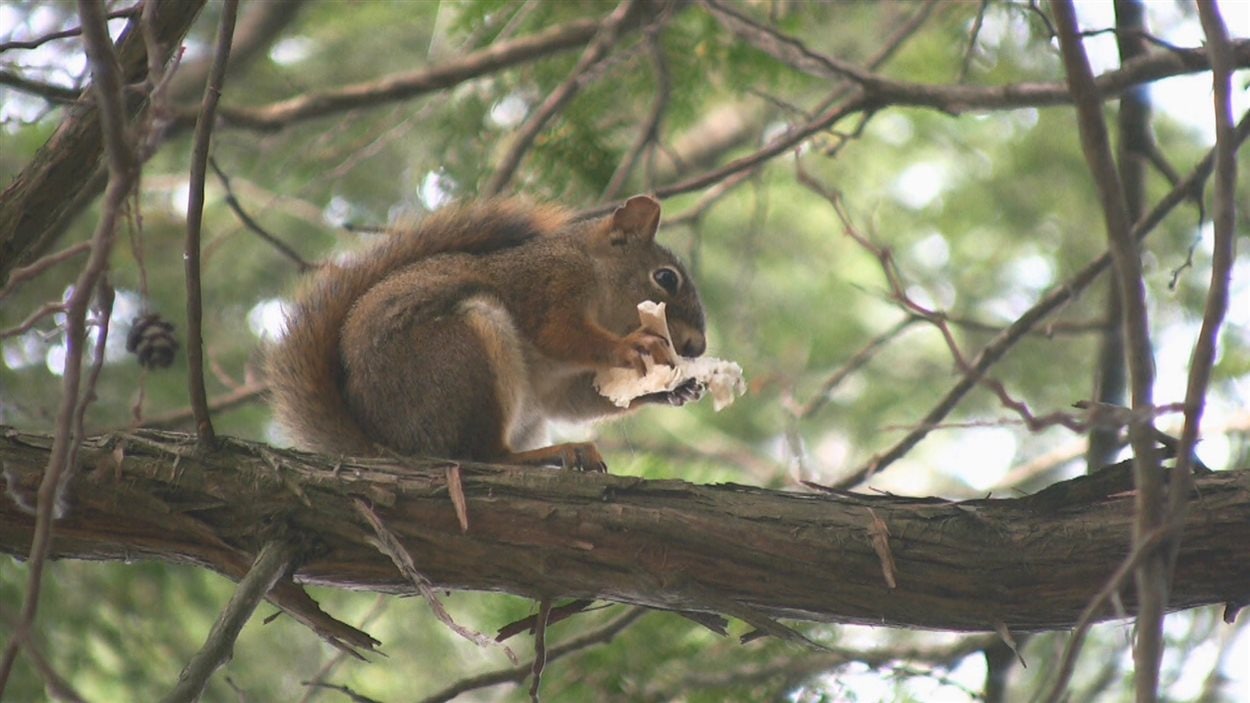 Un écureuil roux assis sur une branche mange un champignon.