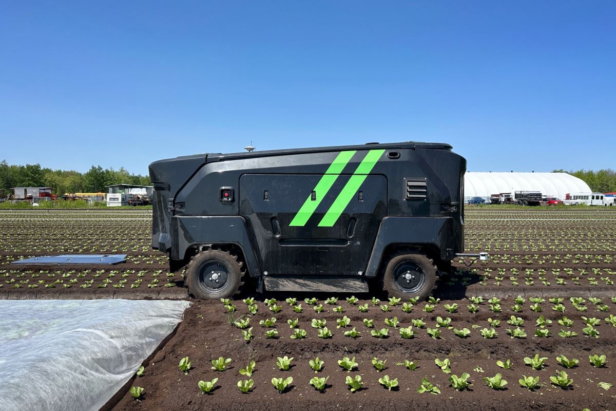 Ce robot autonome est capable de désherber des rangs de salade.