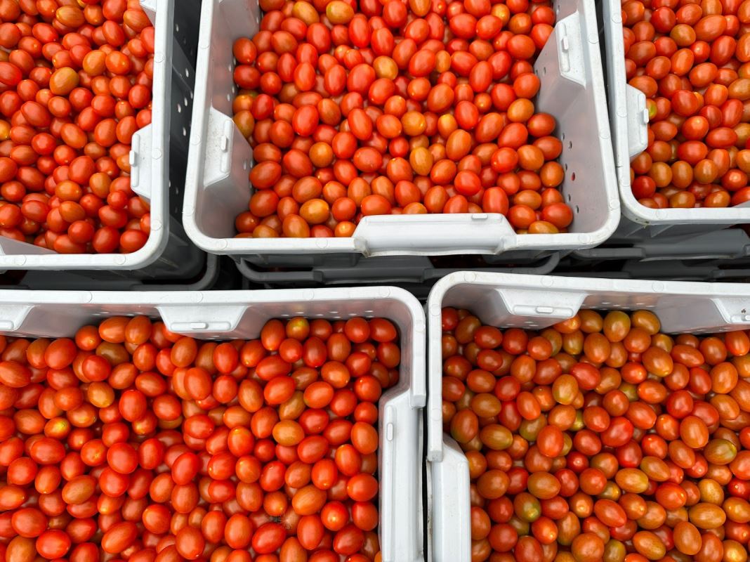 Des tomates dans un bac.