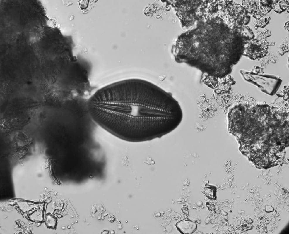 Diploneis elliptica, une espèce de diatomée.