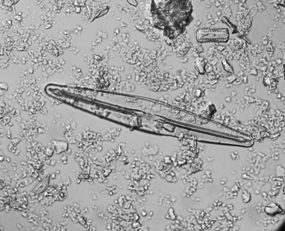 Frustulia saxonica, une espèce de diatomée.