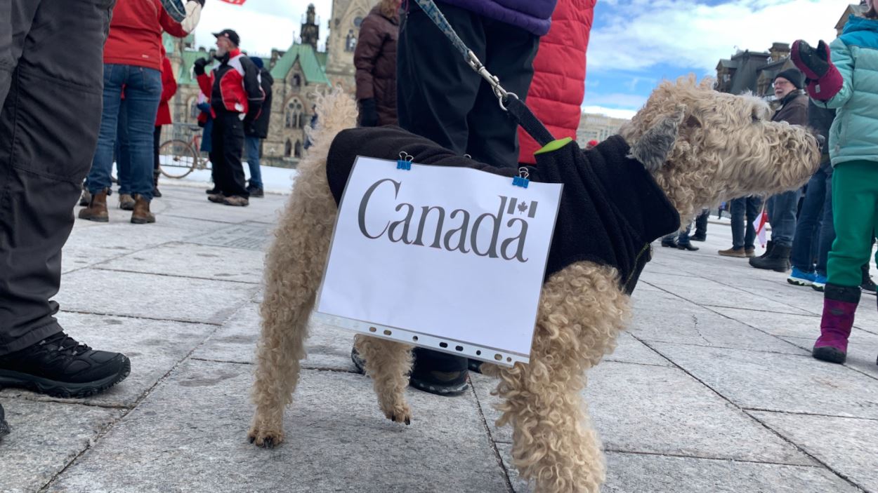 Un chien tenu en laisse qui porte une pancarte sur laquelle est écrit «Canada».