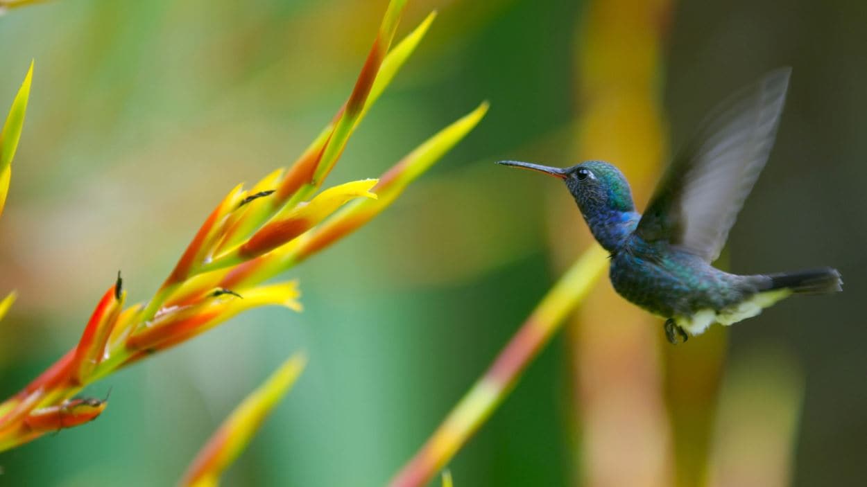 Planète verte | Découverte