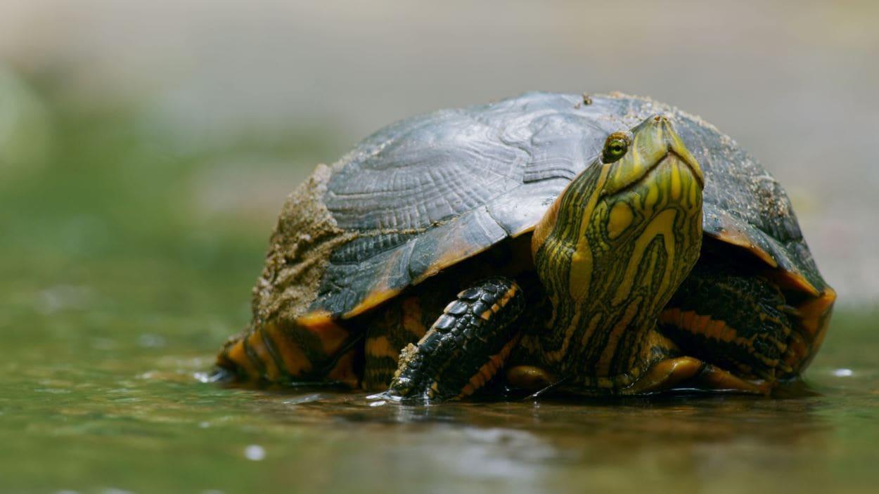 Planète verte | Découverte