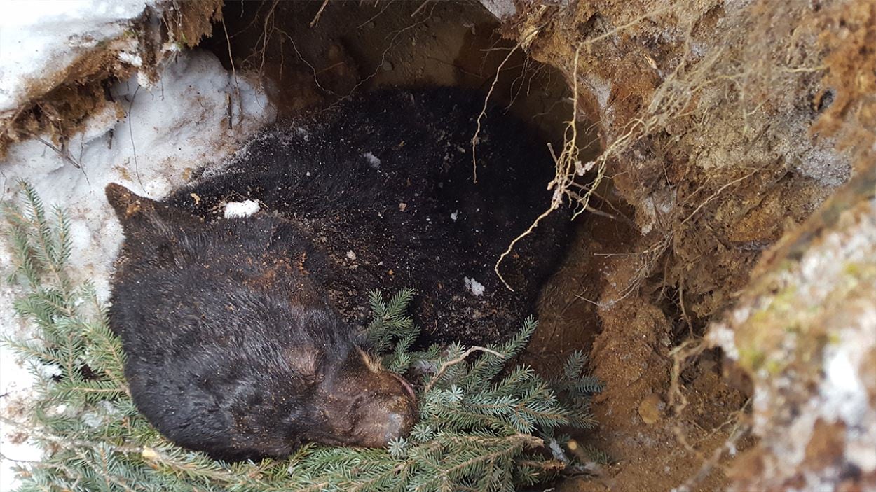 Quel Animal Vit Dans Une Tanière